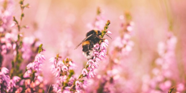 Lire la suite à propos de l’article Les abeilles cachent un secret surprenant…