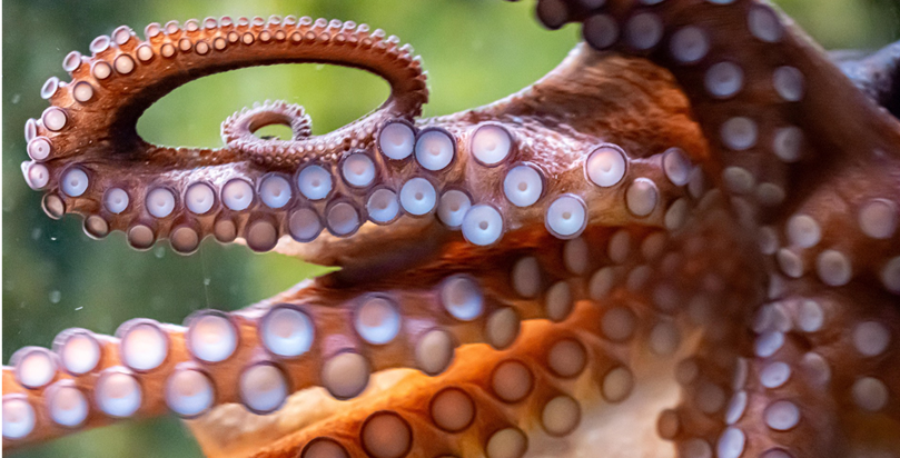 Lire la suite à propos de l’article 🐙 Les animaux peuvent-ils inspirer le monde de l’entreprise ?